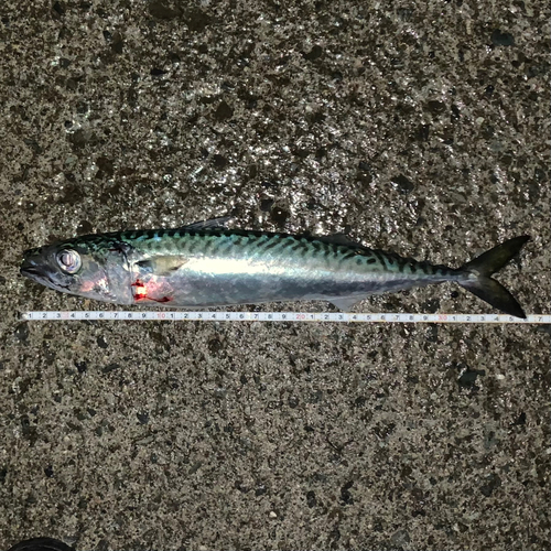 サバの釣果