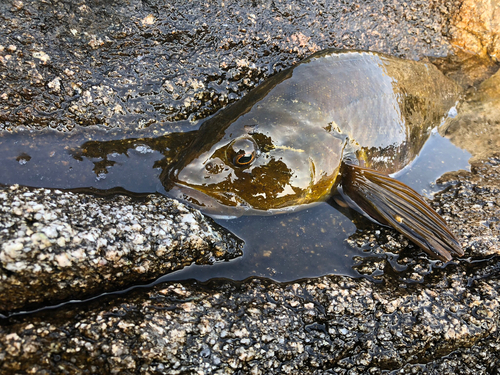 アイナメの釣果