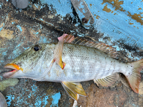 ムネアカクチビの釣果