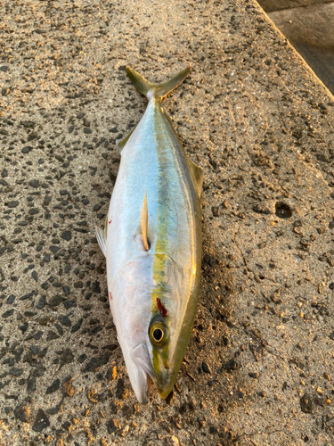 ハマチの釣果