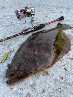 ヒラメの釣果