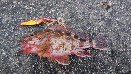 カサゴの釣果