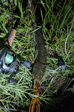 ニホンナマズの釣果