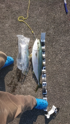 ワラサの釣果