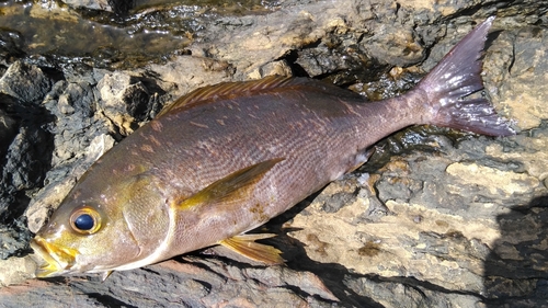 イサキの釣果