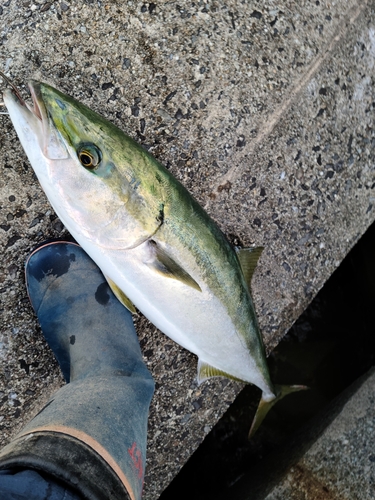 メジロの釣果