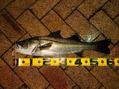 シーバスの釣果