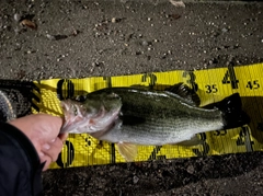 ブラックバスの釣果