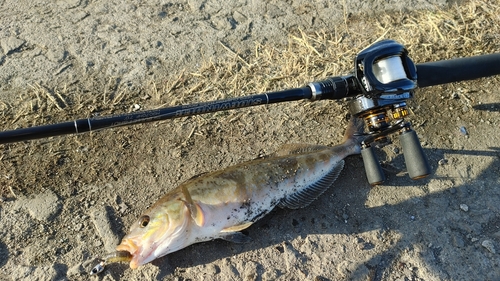 ホッケの釣果