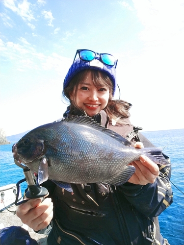 オナガグレの釣果