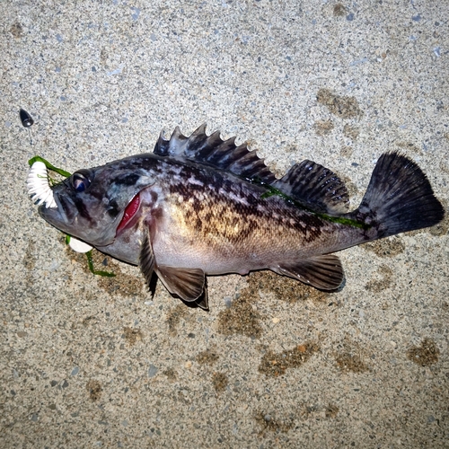 クロソイの釣果