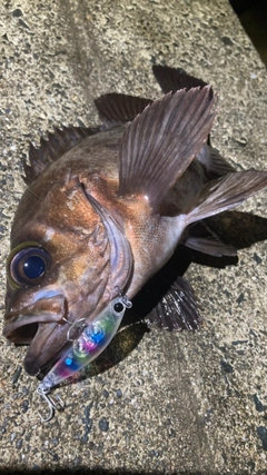 シロメバルの釣果