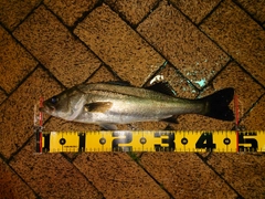 シーバスの釣果