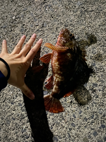 カサゴの釣果