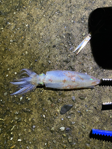 ケンサキイカの釣果