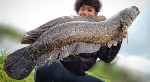 ライギョの釣果