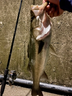 シーバスの釣果