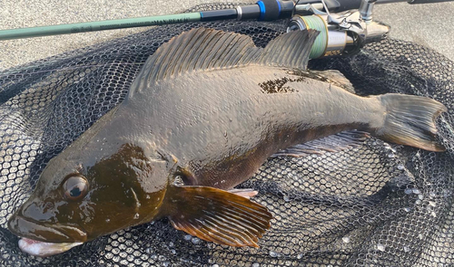 アイナメの釣果