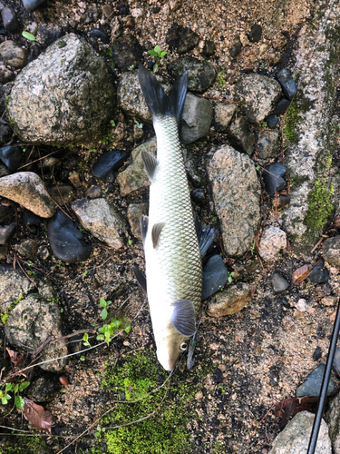 ニゴイの釣果