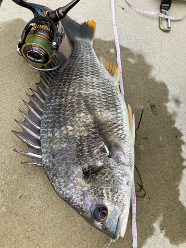 キビレの釣果