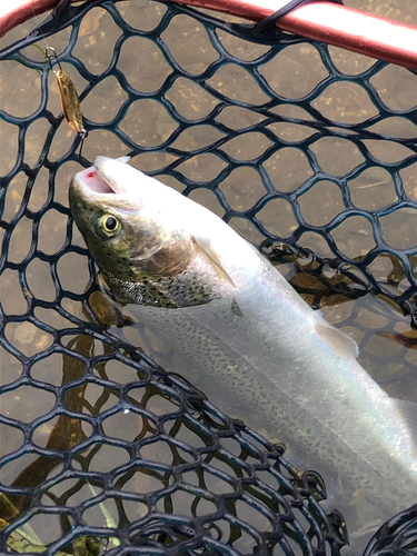 レインボートラウトの釣果