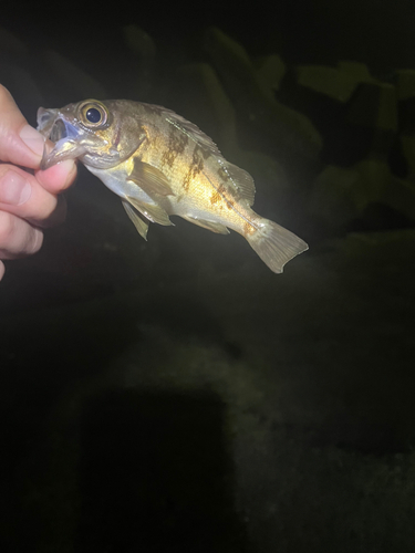 メバルの釣果