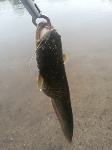 ナマズの釣果