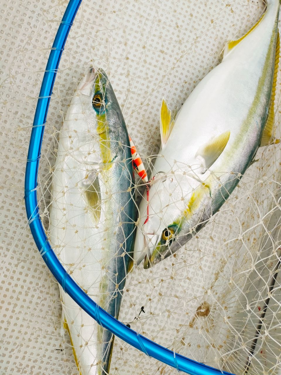 アヤコさんの釣果 2枚目の画像