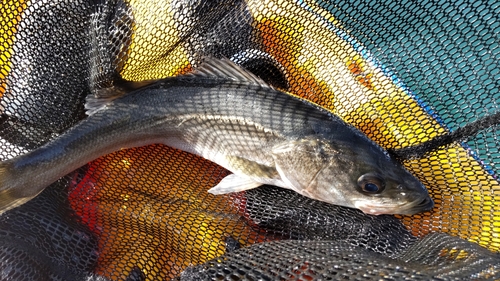 セイゴ（マルスズキ）の釣果