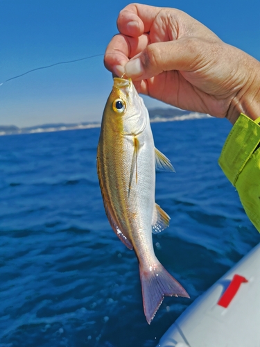 イサキの釣果