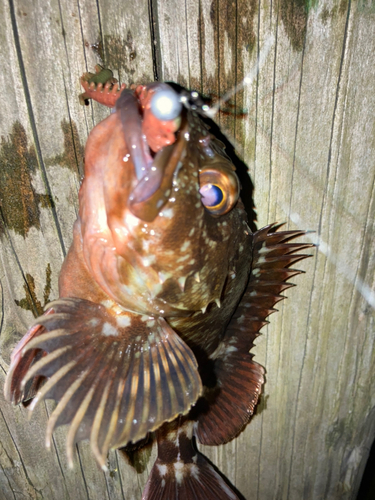 カサゴの釣果