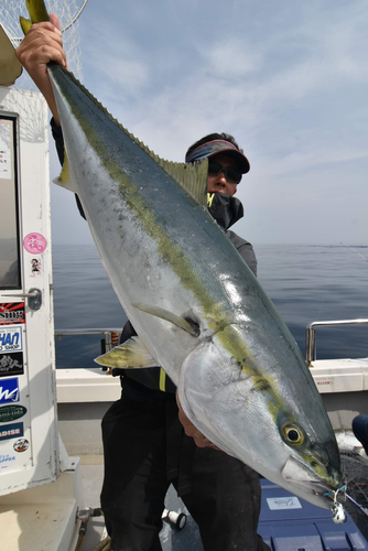 ブリの釣果