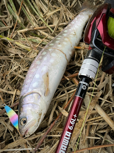 アメマスの釣果