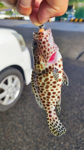 カンモンハタの釣果