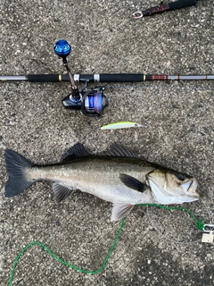 スズキの釣果