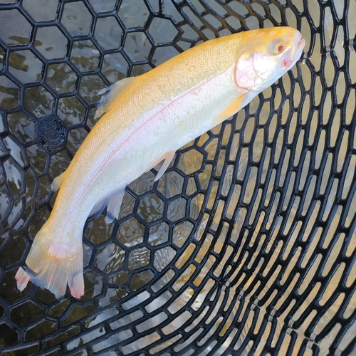 ニジマスの釣果