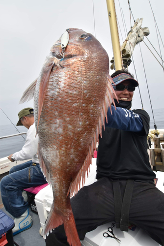 マダイの釣果