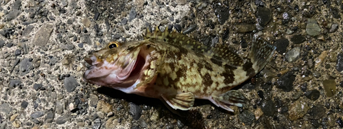 カサゴの釣果