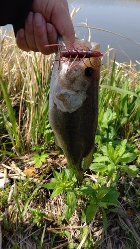 ラージマウスバスの釣果