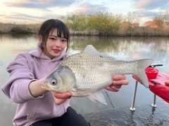 ヘラブナの釣果