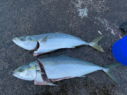 ブリの釣果