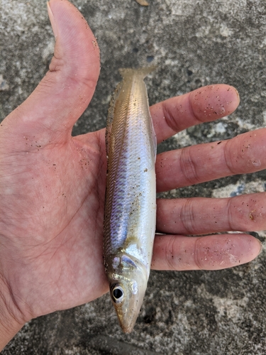 キスの釣果