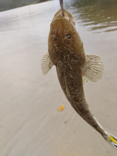 ミナミマゴチの釣果