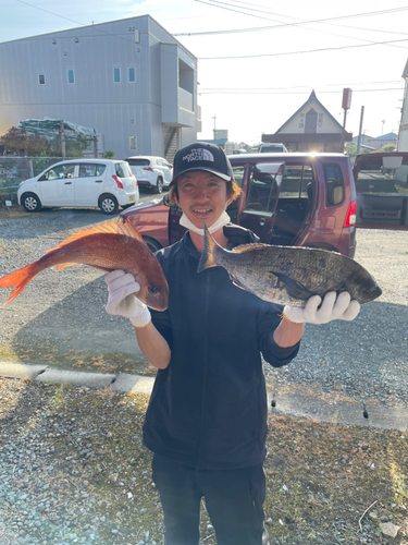 マダイの釣果