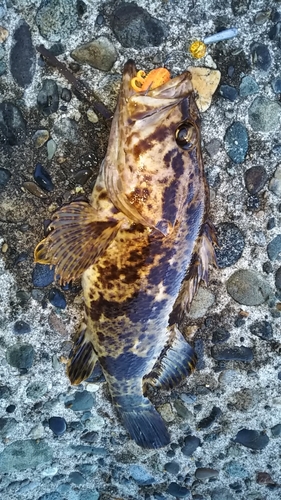 タケノコメバルの釣果