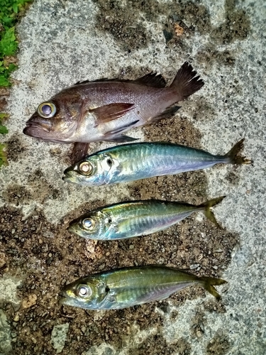 アジの釣果