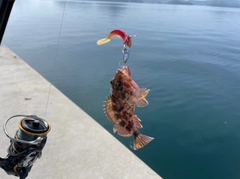アラカブの釣果