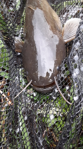 ナマズの釣果