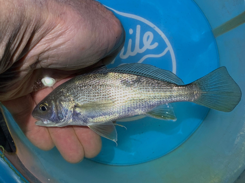 ニベの釣果