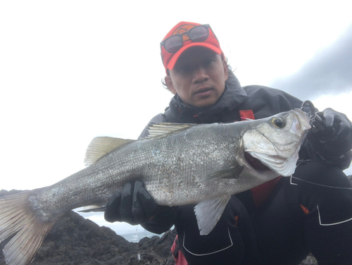 ヒラスズキの釣果